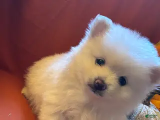 Pomeranian dogs Pomeranian Puppy 3 - Ad 3