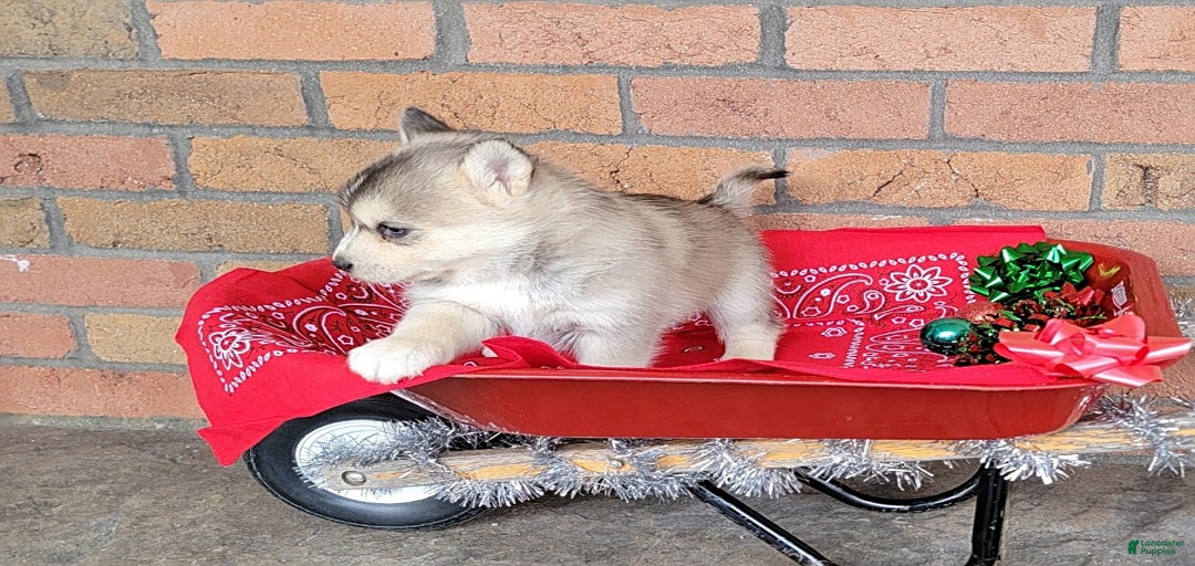 Gallery Image {{count}}