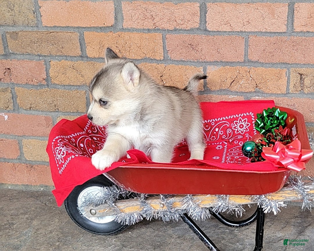 Gallery Image {{count}}