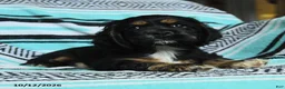 Cocker Spaniel dogs for sale: Crouton - Ad 4