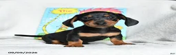 Miniature Dachshund dogs for sale: Truffuola - Ad 1