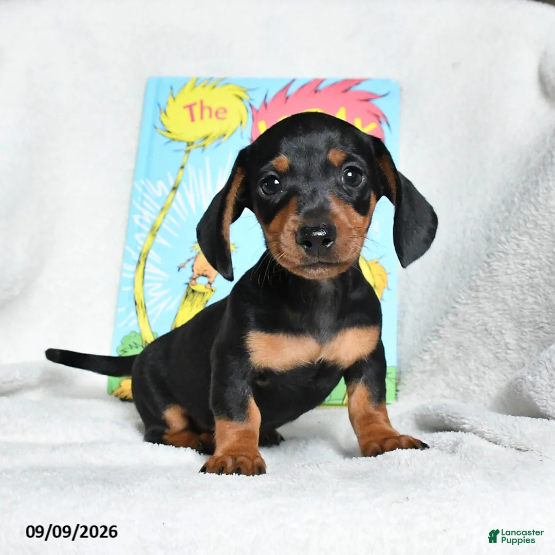 Miniature Dachshund dogs for sale: Truffuola - Ad 1
