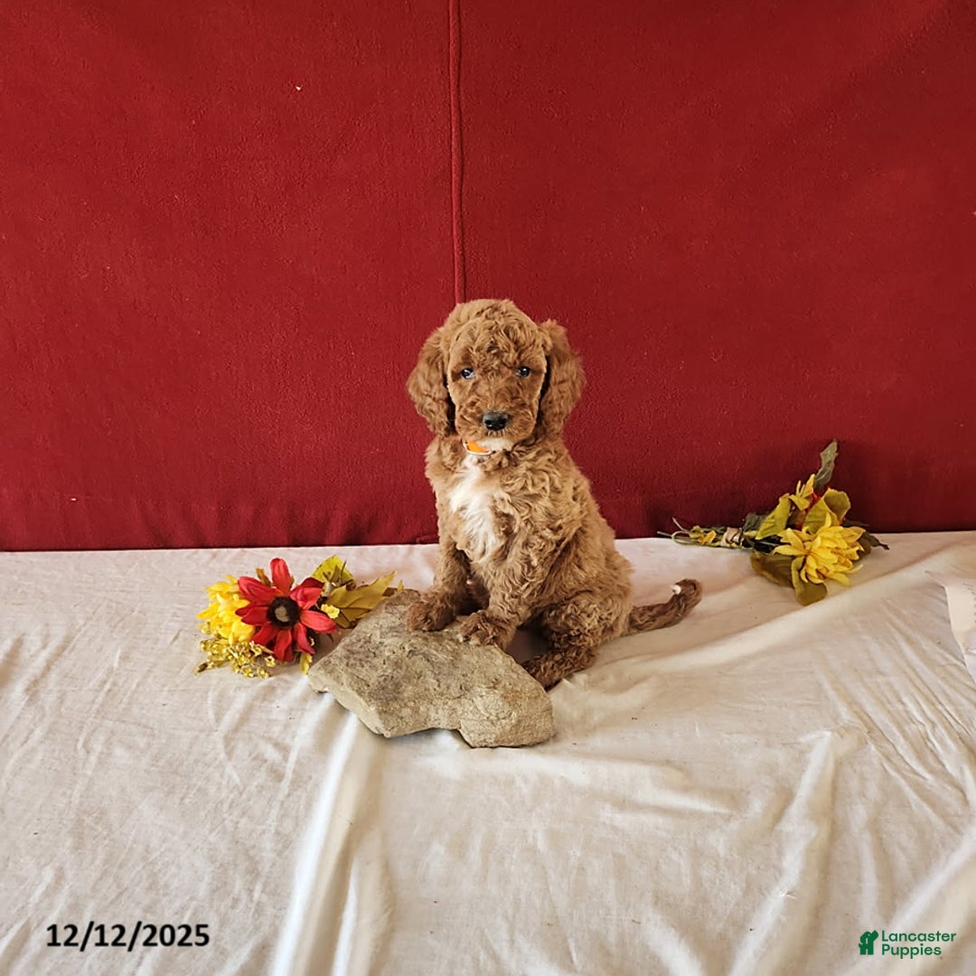 Goldendoodle dogs for sale: Hossay - Ad 2