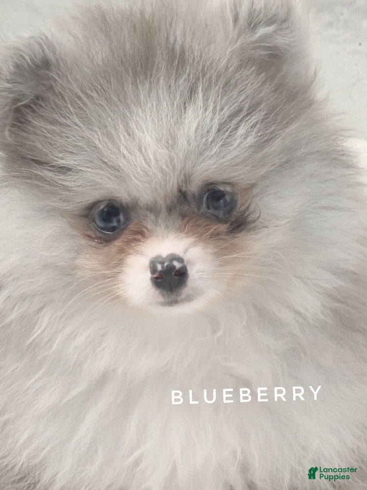 Pomeranian dogs Blueberry - Silvery Blue Merle - w/Blue Eye - Ad 2