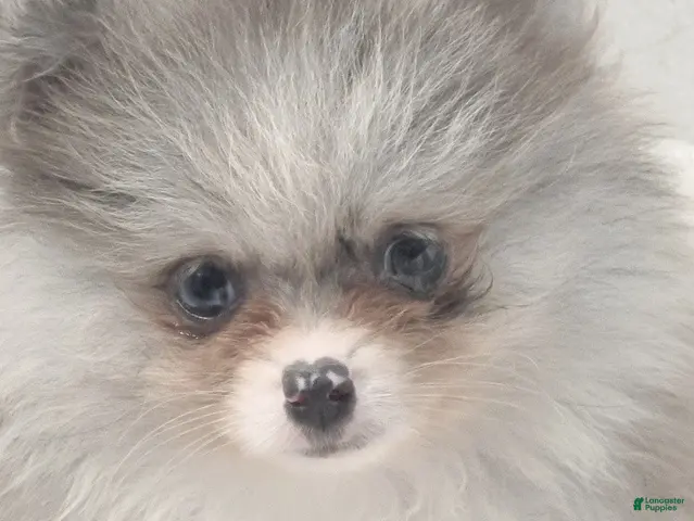 Pomeranian dogs for sale: Blueberry - Silvery Blue Merle - w/Blue Eye - Ad 2