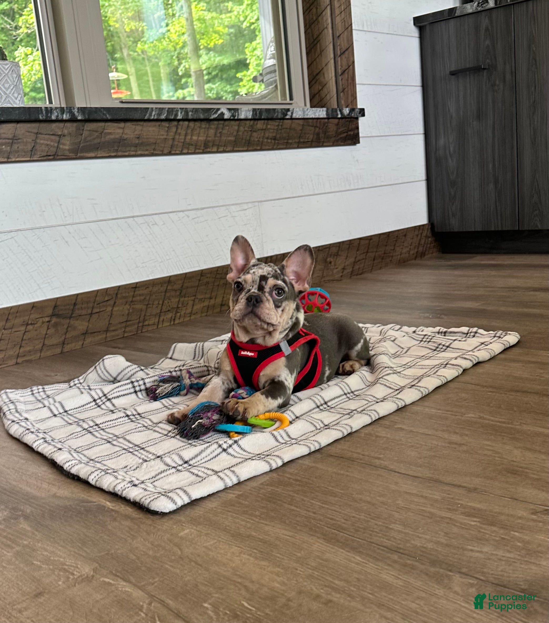 French Bulldog dogs for sale: Aspen - Ad 2