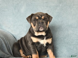 Olde English Bulldogge dogs - Ad 1