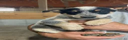 Australian Cattle Dog dogs for sale: Esther - Ad 5