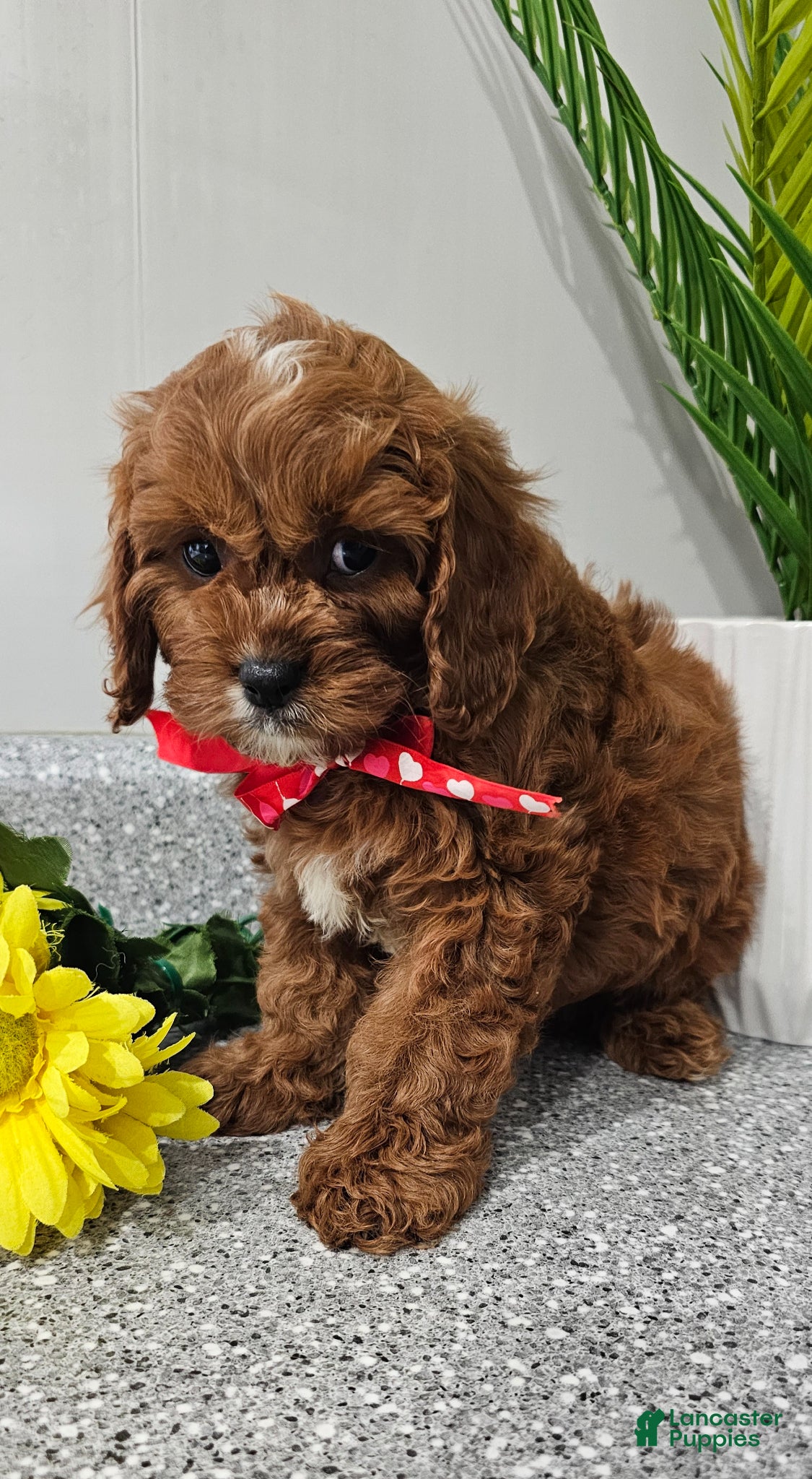 Cavapoo dogs Maxwell  - Ad 1