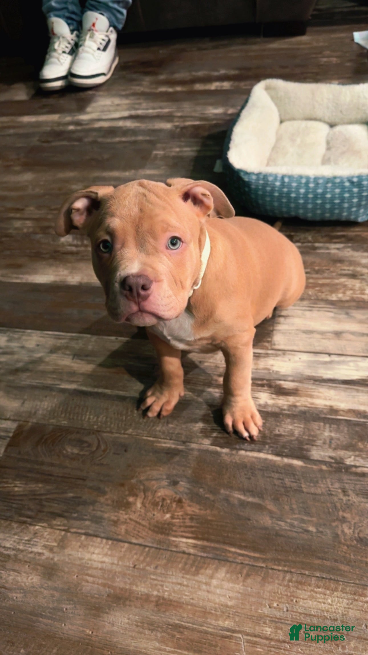American Bully dogs American Bully Puppy 1 - Ad 1