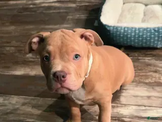 American Bully dogs American Bully Puppy 1 - Ad 29