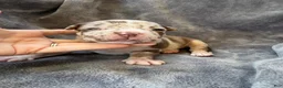 American Bully dogs for sale: Raven - Ad 6