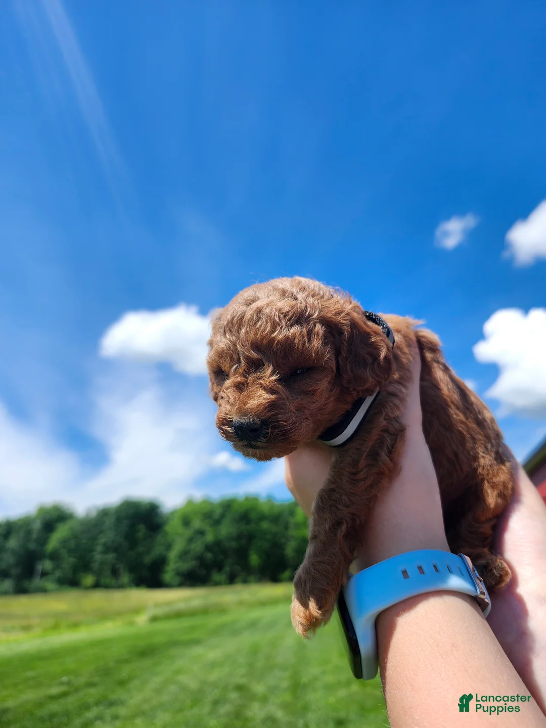 Standard Poodle dogs for sale: Violet  - Ad 1