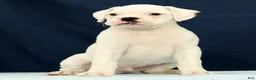 Boxer dogs for sale: Max - Ad 4