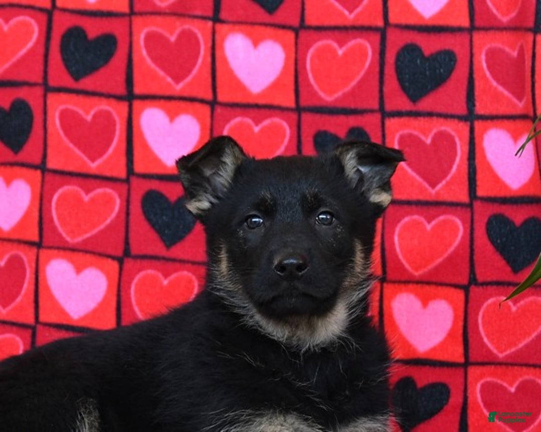 German Shepherd dogs for sale: Quest - Ad 3