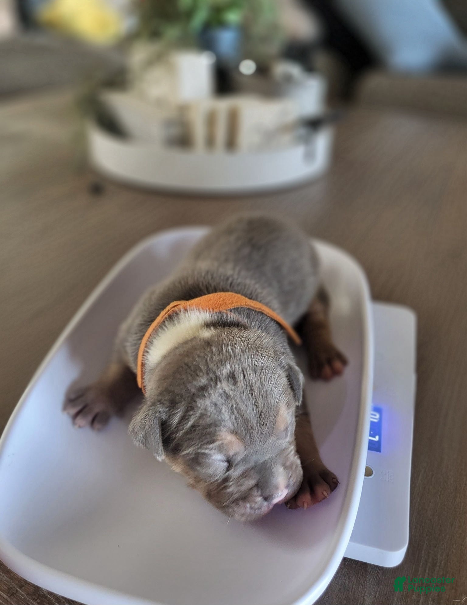 American Bully dogs Durango - Ad 1