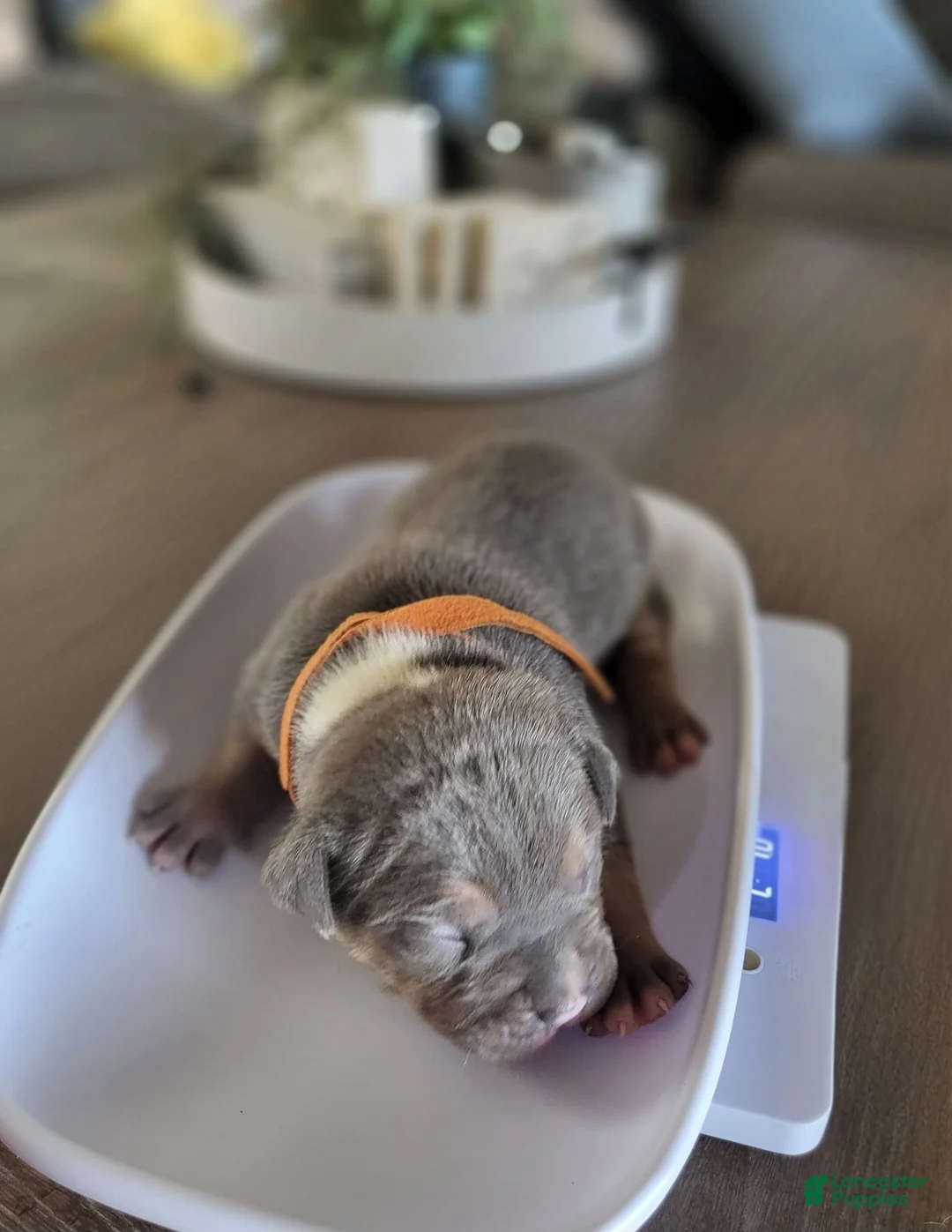 American Bully dogs for sale: Durango - Ad 1