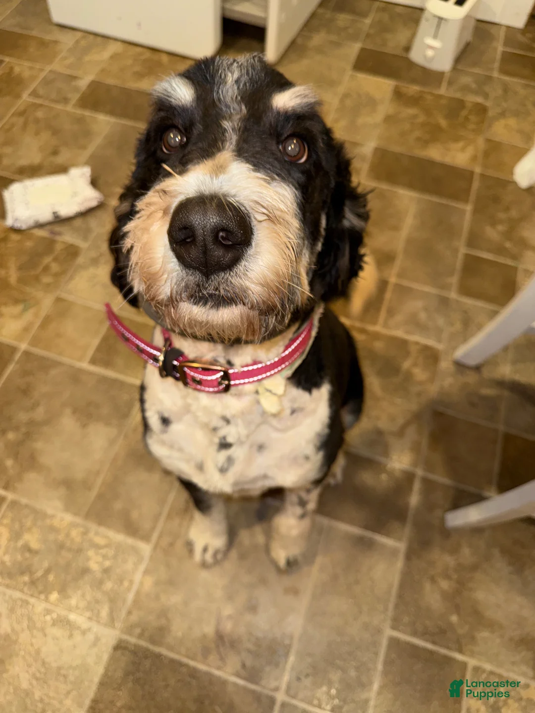 Bernedoodle dogs for sale: Maggie  - Ad 3
