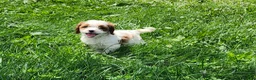 Cavapoo dogs for sale: Ralph  - Ad 10