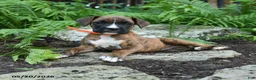 Boxer dogs for sale: Gypsy - Ad 3