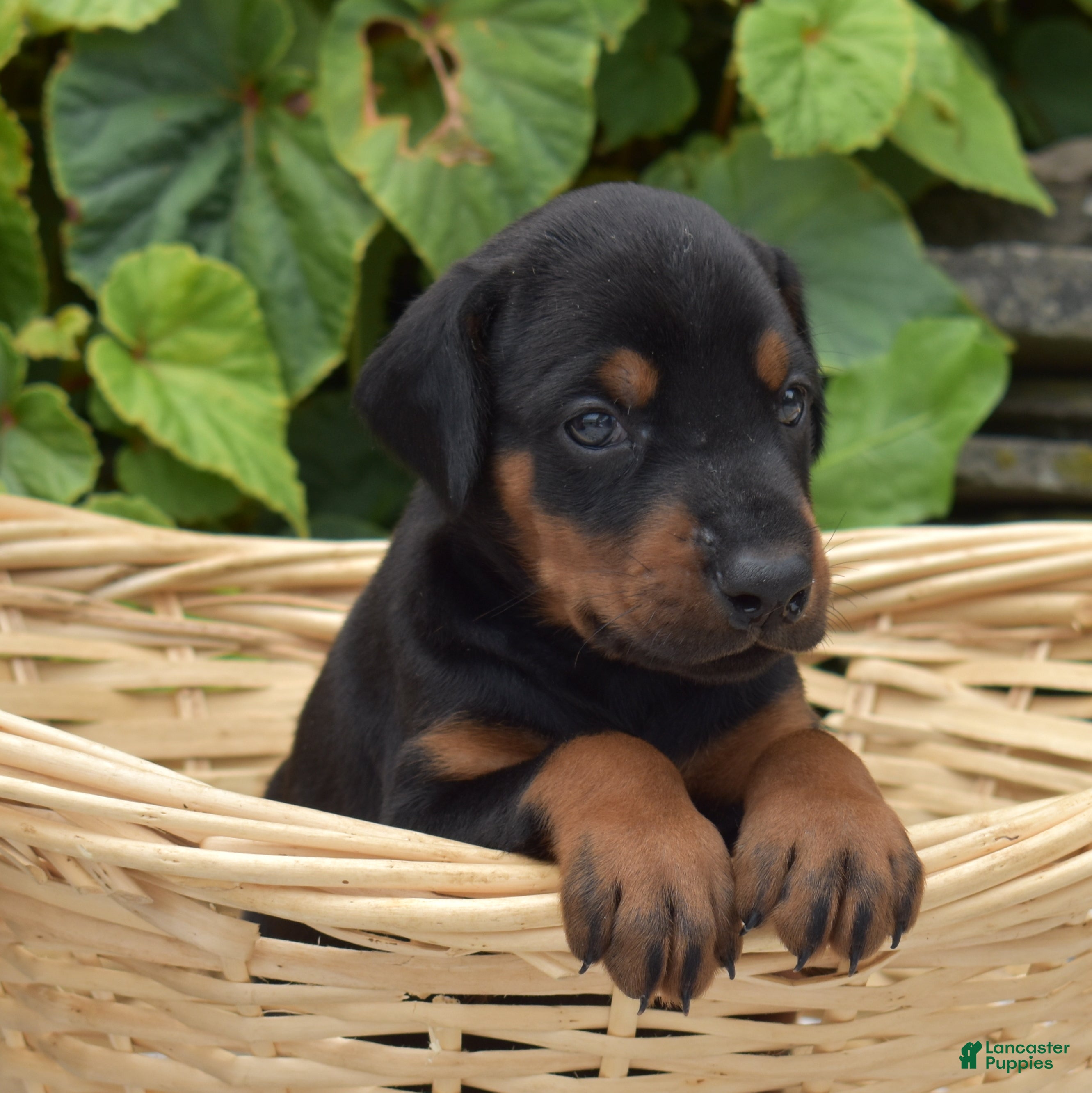 Doberman Pinscher dogs Orchid - Ad 2