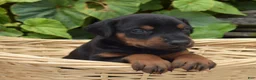 Doberman Pinscher dogs for sale: Orchid - Ad 2