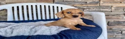 Miniature Dachshund dogs for sale: Fawn - Ad 7