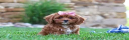 Cavapoo dogs for sale: Sophie - Ad 3