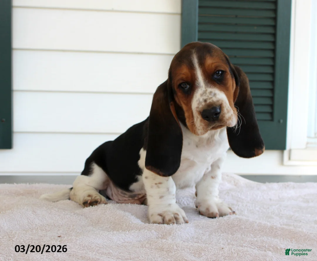 Basset Hound dogs for sale: Socks - Ad 1
