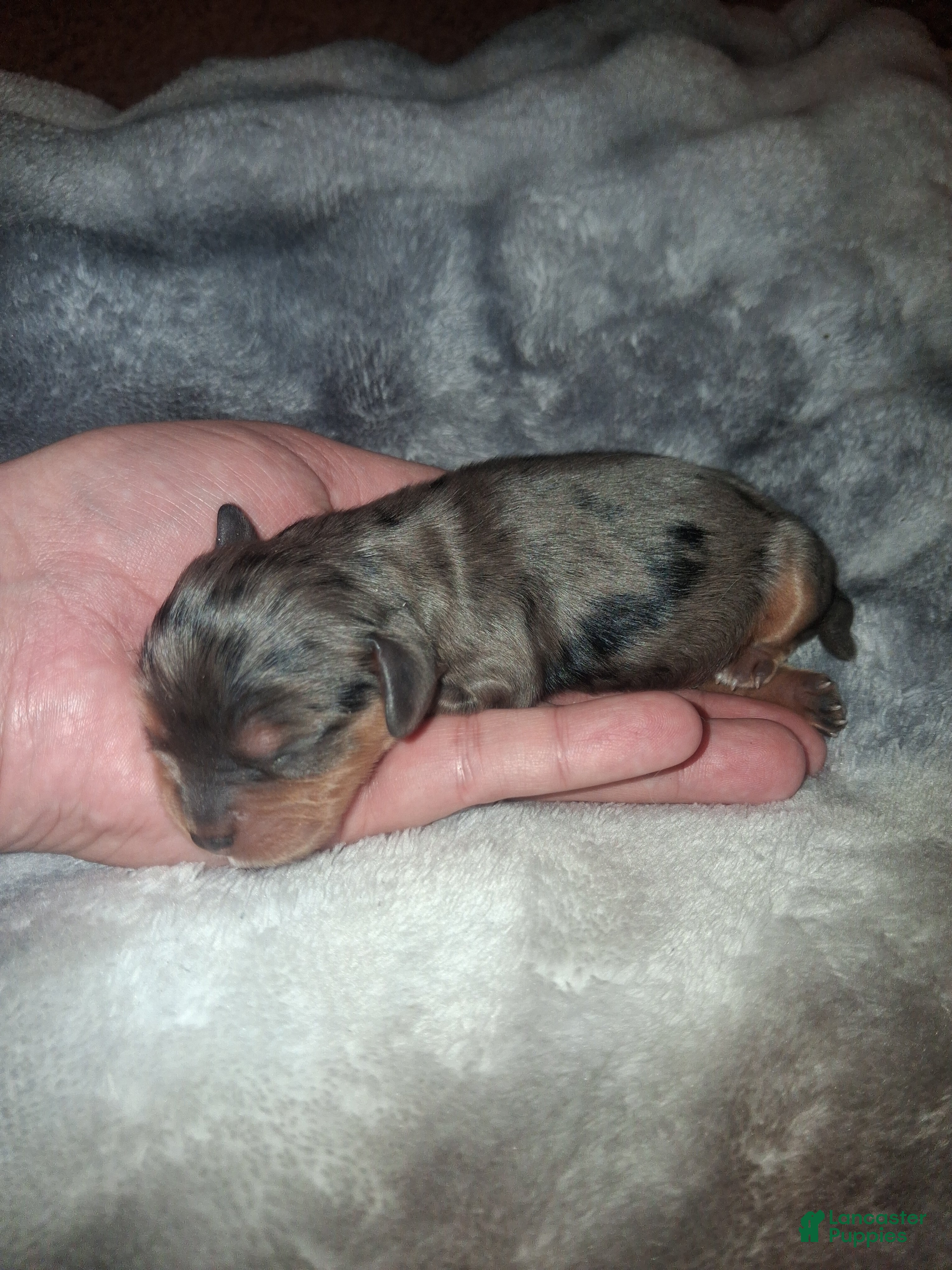 Cavalier King Charles Spaniel dogs Stefan - Ad 8