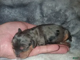 Cavalier King Charles Spaniel dogs Stefan - Ad 8