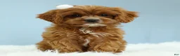 Cavapoo dogs for sale: Toffee 🧁 - Ad 13