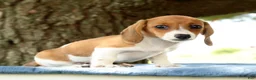Miniature Dachshund dogs for sale: Hal - Ad 7