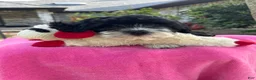 Mixed Breed dogs for sale: Designer Doodle  - Ad 1