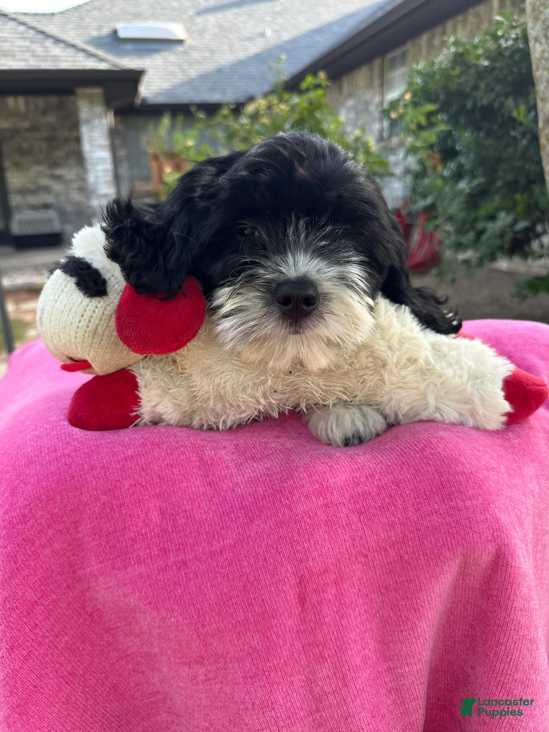 Mixed Breed dogs for sale: Designer Doodle  - Ad 1