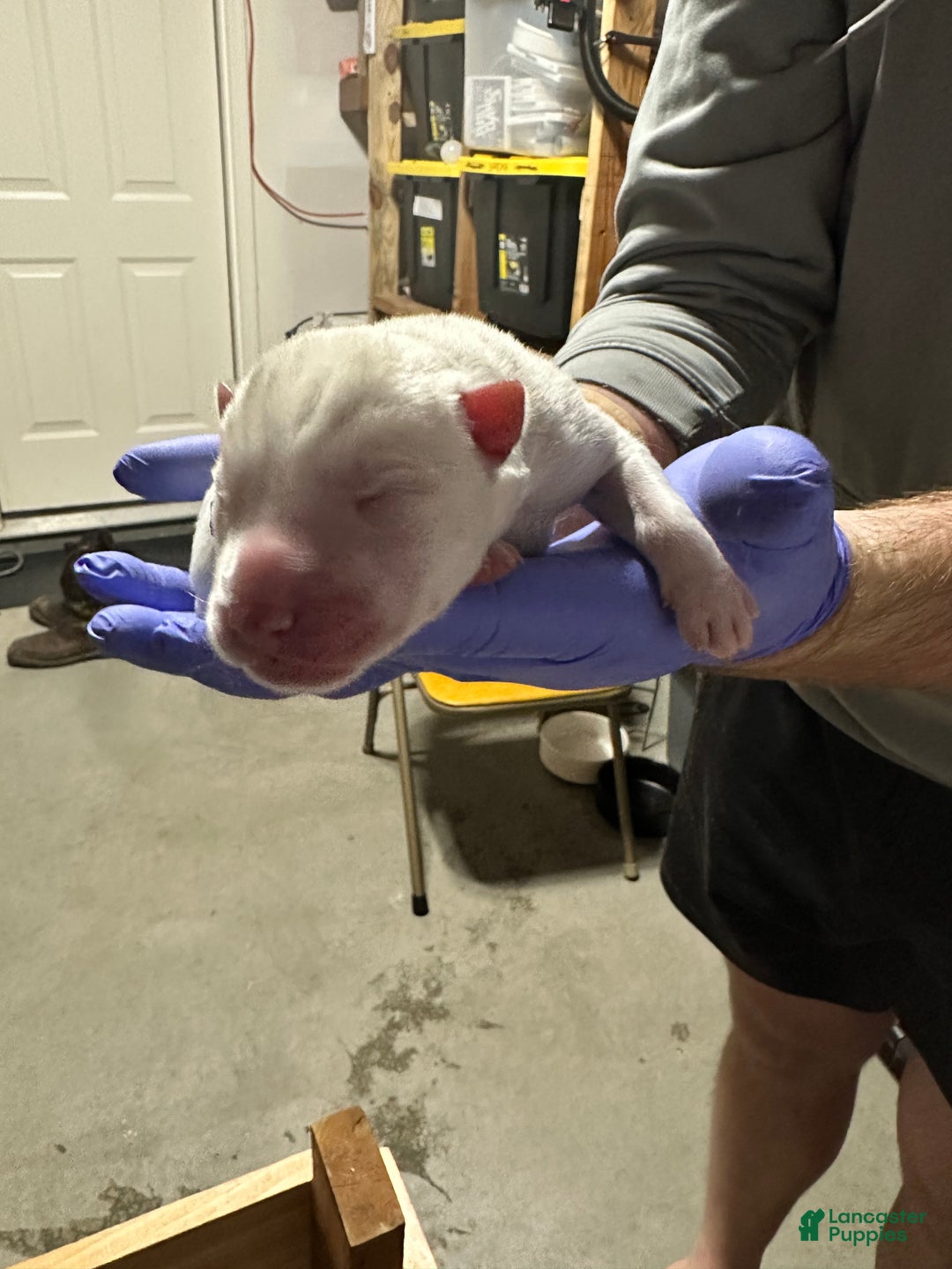 Siberian Husky dogs for sale: Ghost - Ad 2