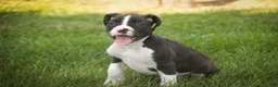 Boxer dogs for sale: Prince - Ad 7