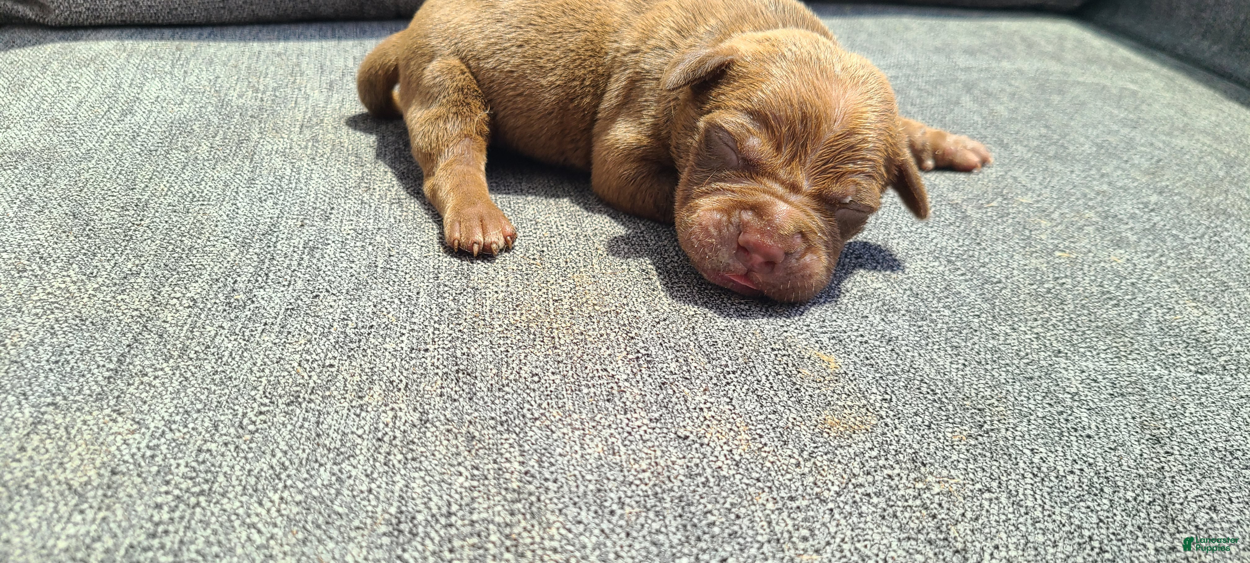 American Bully dogs Jacob - Ad 2