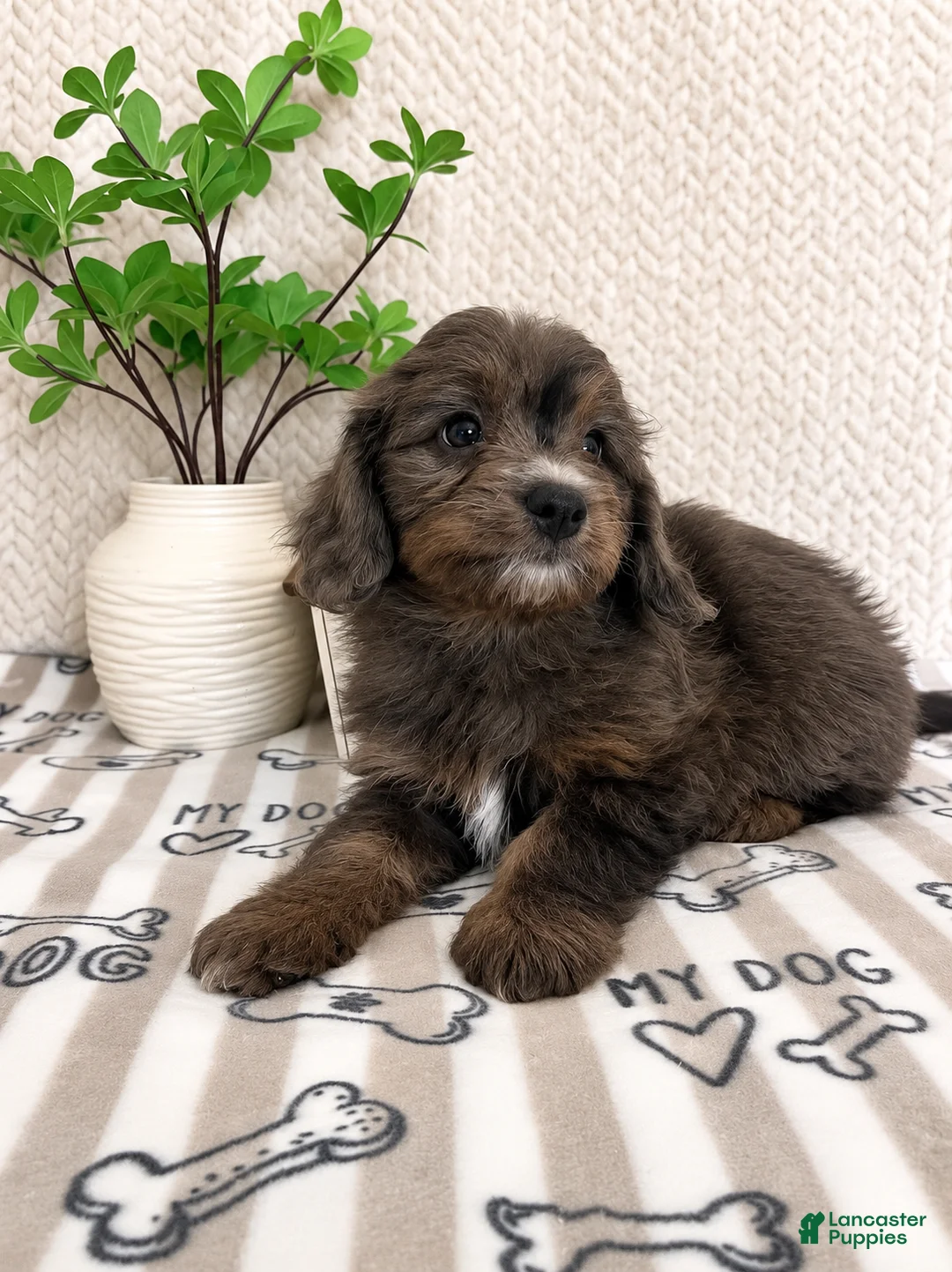 Mini Aussiedoodle dogs for sale: Arlo - Ad 2