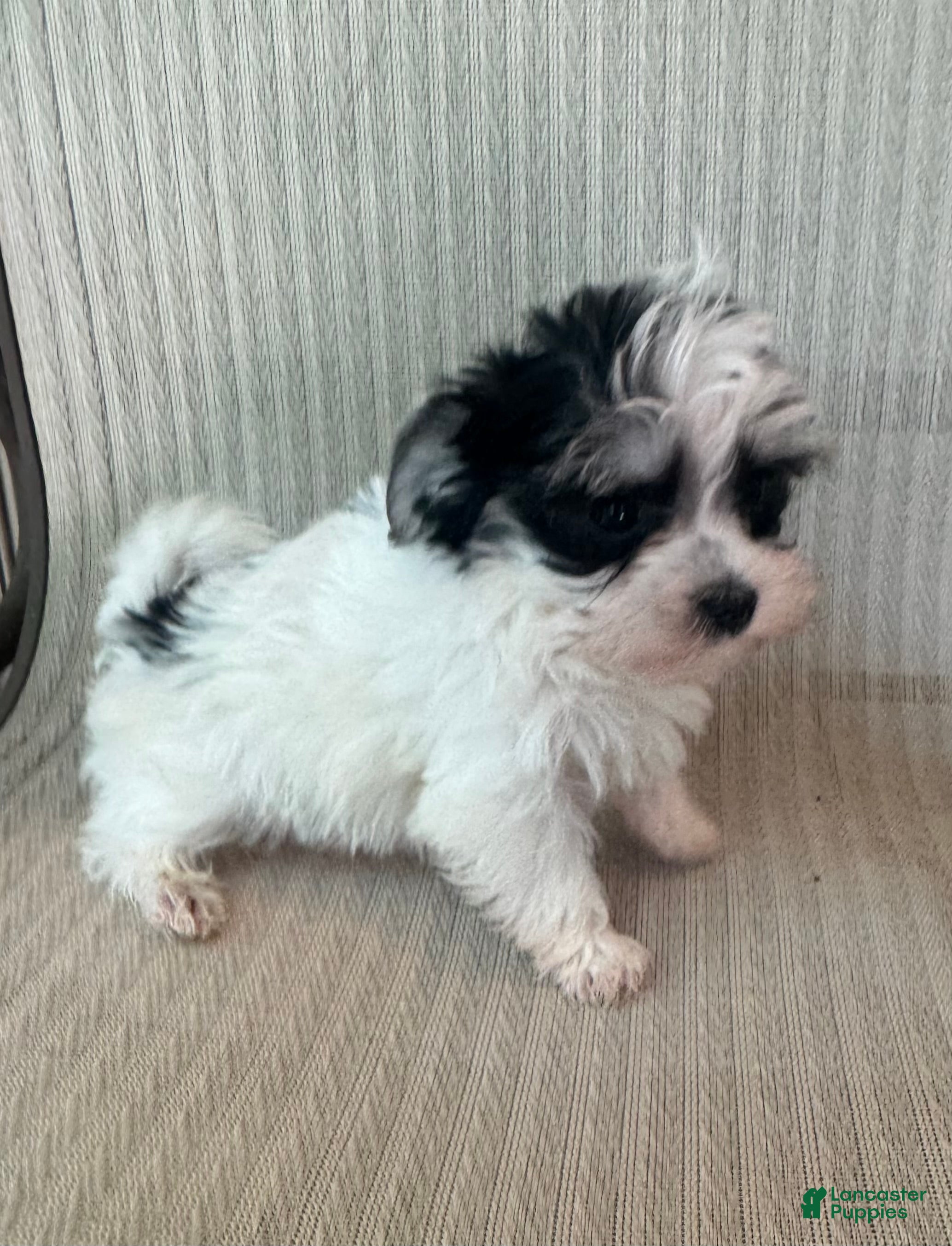 Morkie dogs for sale: Tiny male  - Ad 4