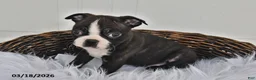 Boston Terrier dogs for sale: Jax - Ad 3
