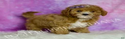 Mini Goldendoodle dogs for sale: Polly - Ad 2
