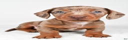 Miniature Dachshund dogs for sale: Finley - Ad 7