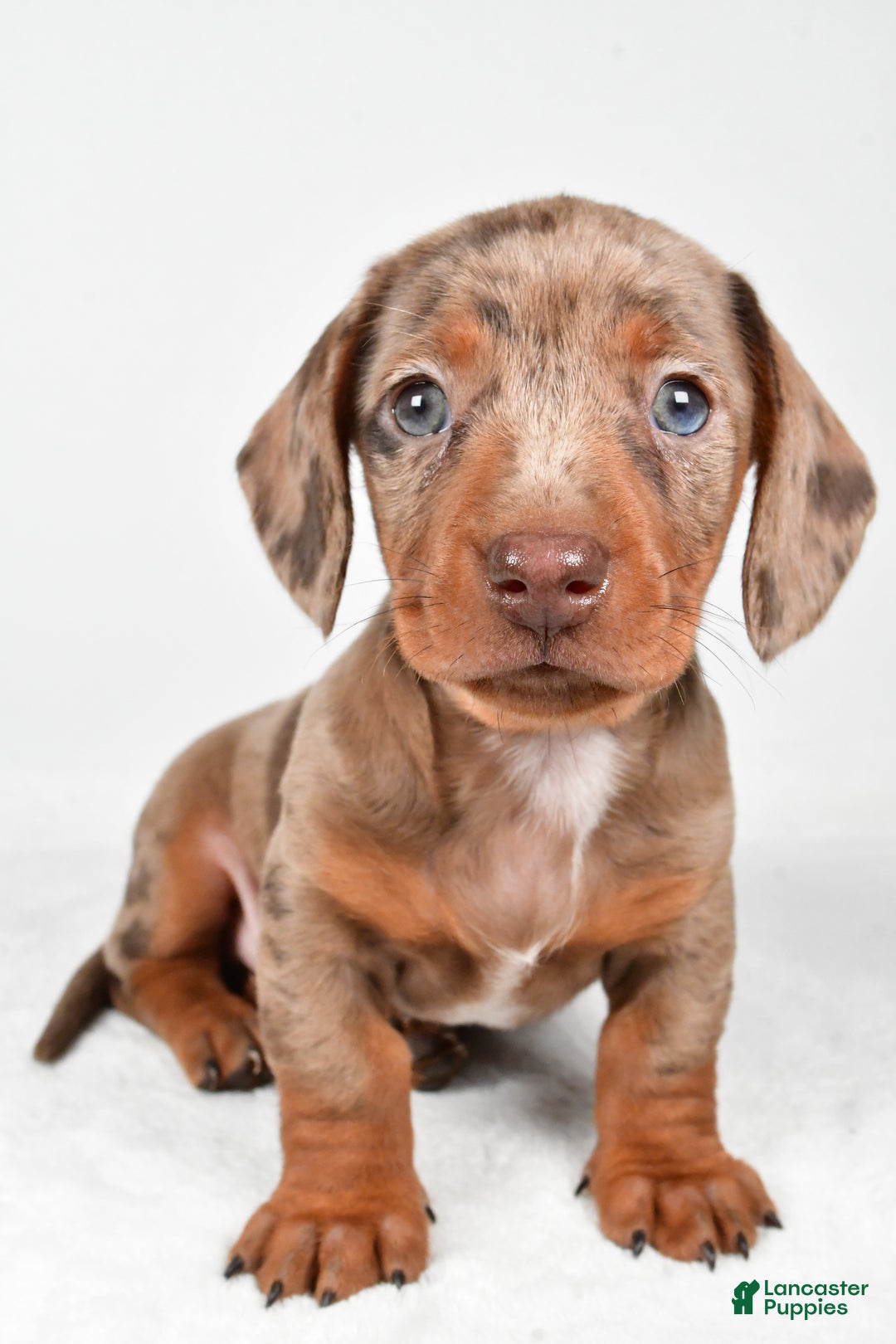 Miniature Dachshund dogs for sale: Finley - Ad 7