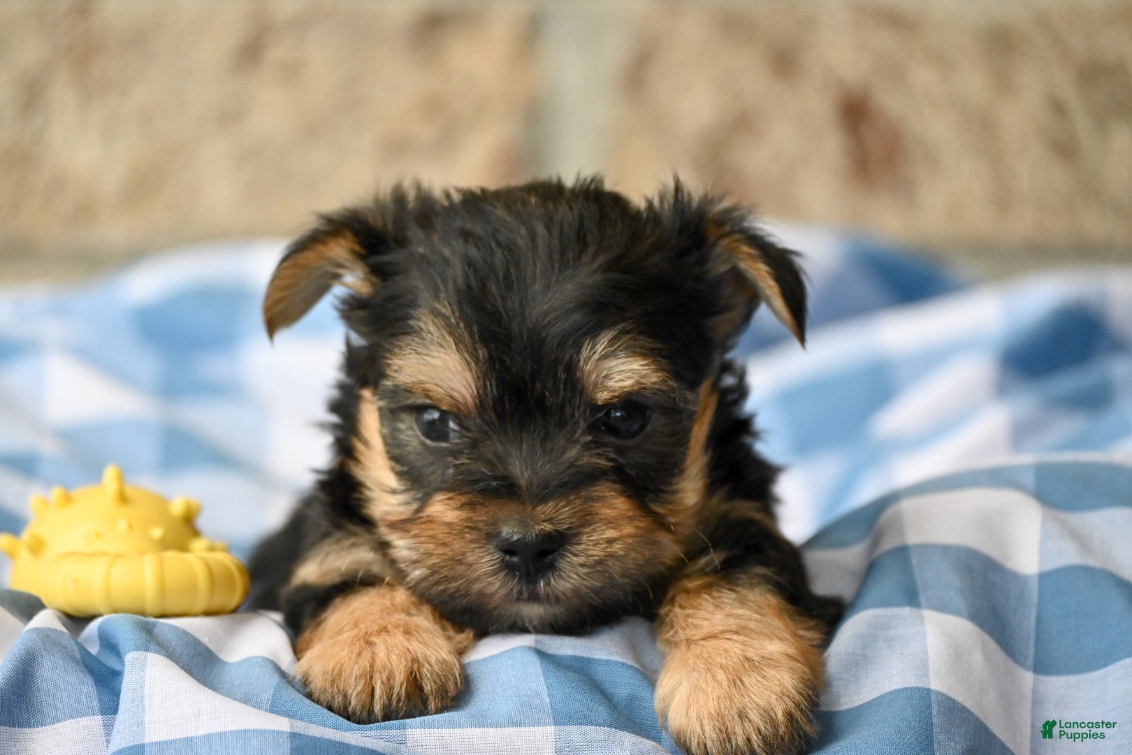 Morkie dogs Joe - Ad 2