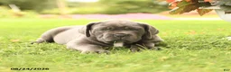 Cane Corso dogs for sale: Dakota - Ad 3