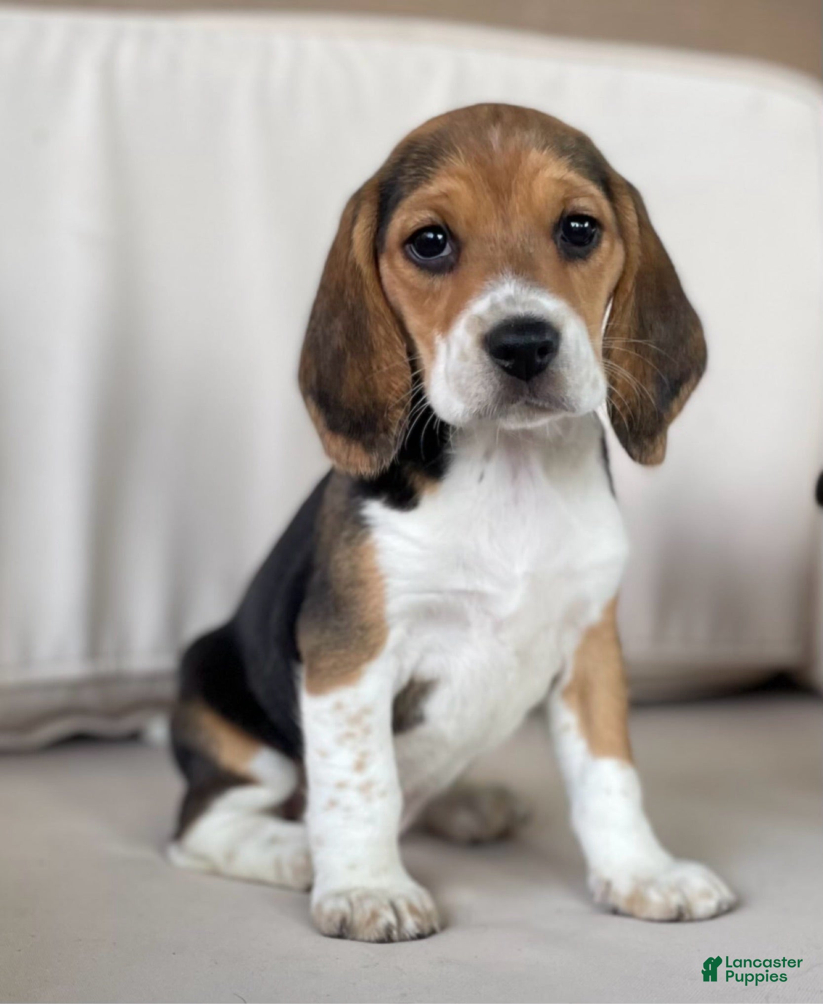 Beagle dogs Female 1 - Ad 2