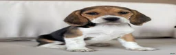 Beagle dogs for sale: Female 1 - Ad 2