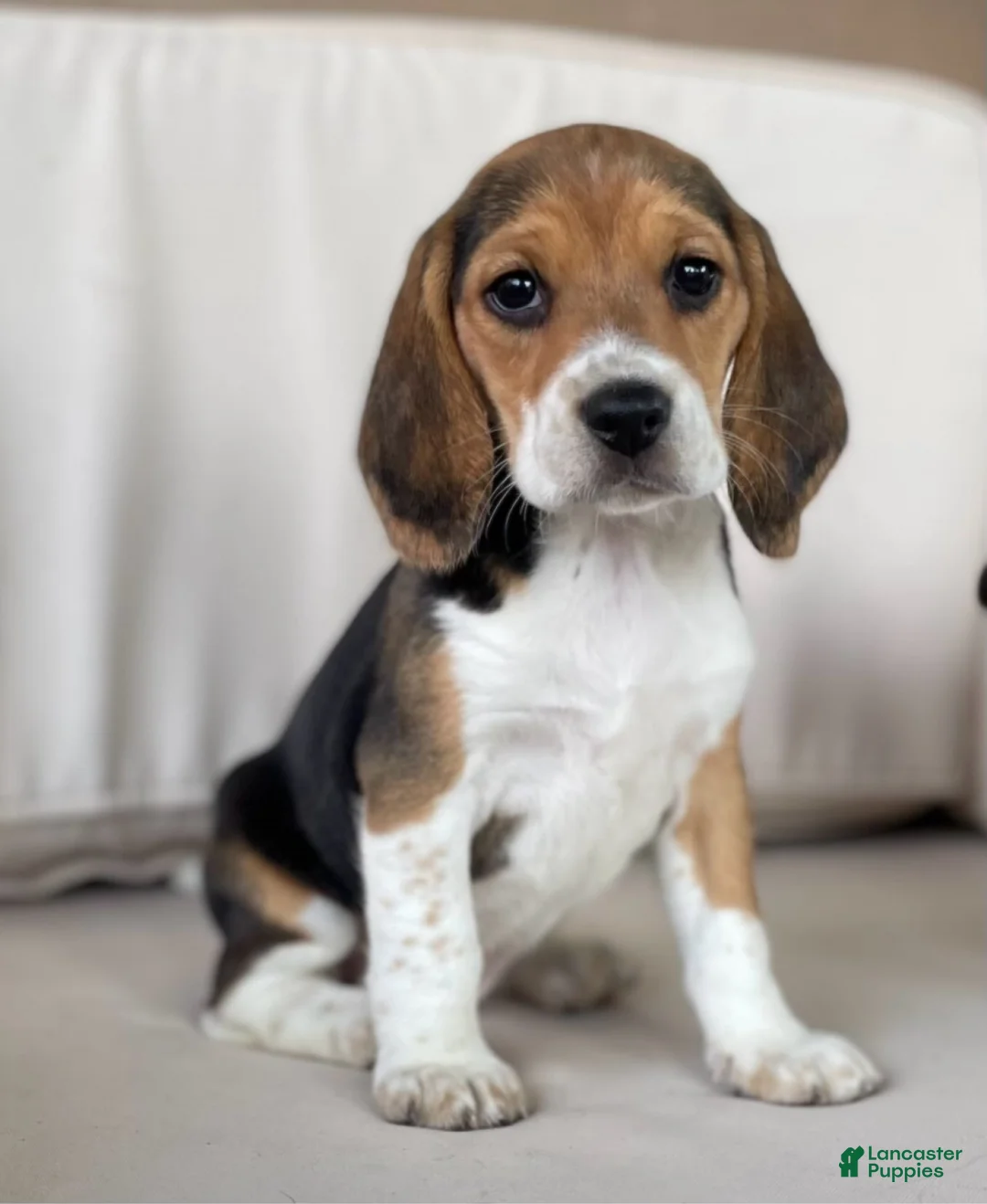 Beagle dogs for sale: Female 1 - Ad 2