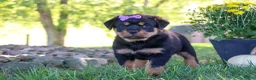Rottweiler dogs for sale: Mia - Ad 4